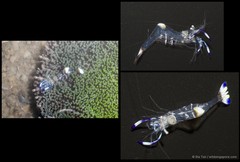 Ancylomenes holthuisi • © Ria Tan • All Rights Reserved