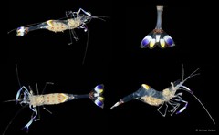 Ancylomenes holthuisi