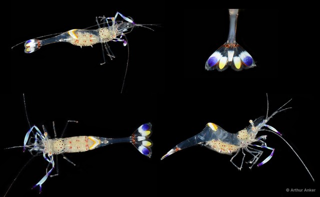 Ancylomenes holthuisi • © Arthur Anker • All Rights Reserved