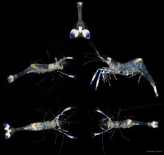 Ancylomenes holthuisi • © Arthur Anker • All Rights Reserved