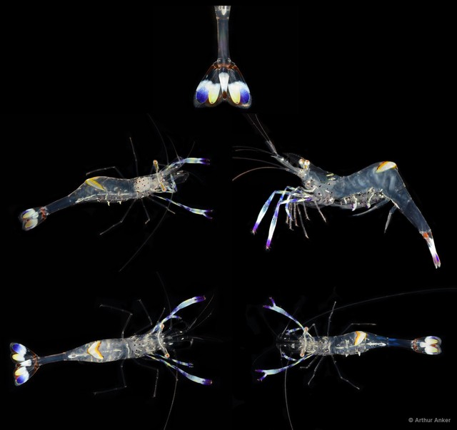 Ancylomenes holthuisi