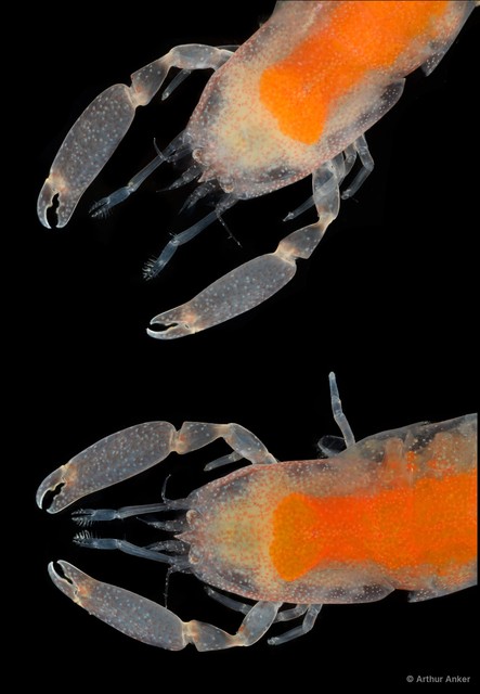 Conchodytes placunae • © Arthur Anker • All Rights Reserved