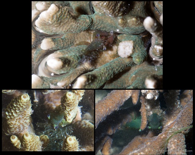 Coralliocaris graminea • © Ria Tan • All Rights Reserved