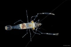 Cuapetes elegans • © Arthur Anker • All Rights Reserved