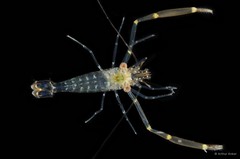Cuapetes elegans • © Arthur Anker • All Rights Reserved
