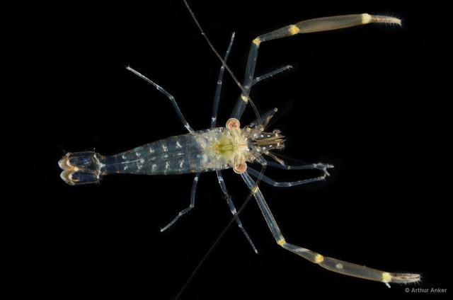 Cuapetes elegans