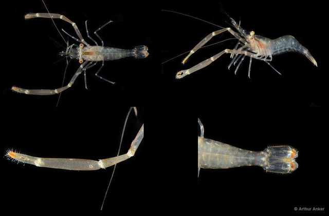 Cuapetes elegans