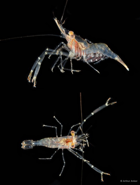 Cuapetes elegans