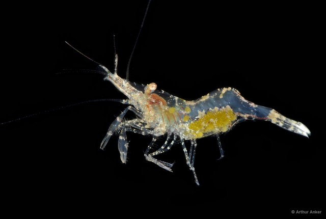 Cuapetes seychellensis • © Arthur Anker • All Rights Reserved