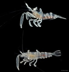 Dasycaris zanzibarica • © Arthur Anker • All Rights Reserved