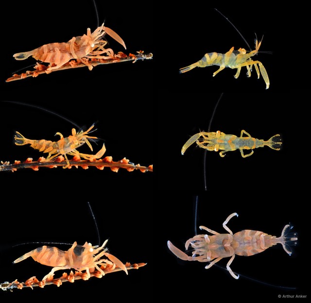 Dasycaris zanzibarica