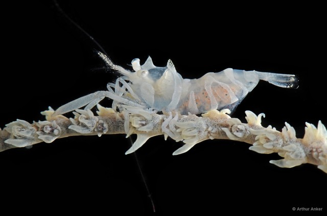 Dasycaris zanzibarica