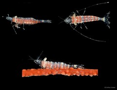 Hamodactylus noumeae • © Arthur Anker • All Rights Reserved