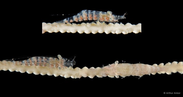 Hamodactylus noumeae