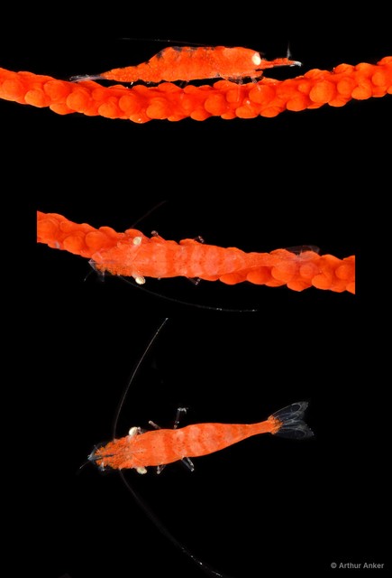 Hamodactylus noumeae