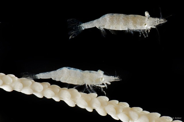 Hamodactylus noumeae