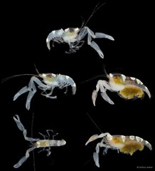Ischnopontonia lophos • © Arthur Anker • All Rights Reserved