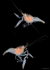 Ischnopontonia lophos • © Arthur Anker • All Rights Reserved