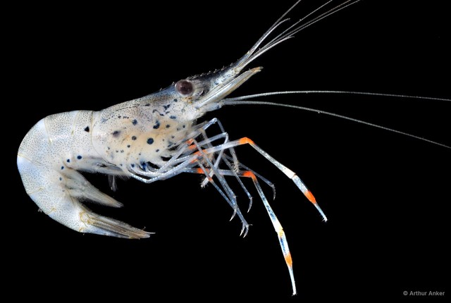 Macrobrachium sp. "JS-2508" • © Arthur Anker • All Rights Reserved