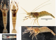 Macrobrachium malayanum
