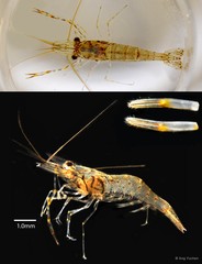 Macrobrachium nipponense
