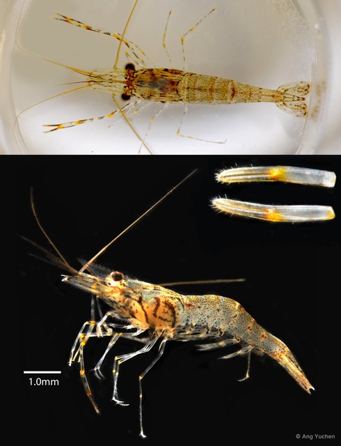 Macrobrachium nipponense • © Ang Yuchen • All Rights Reserved