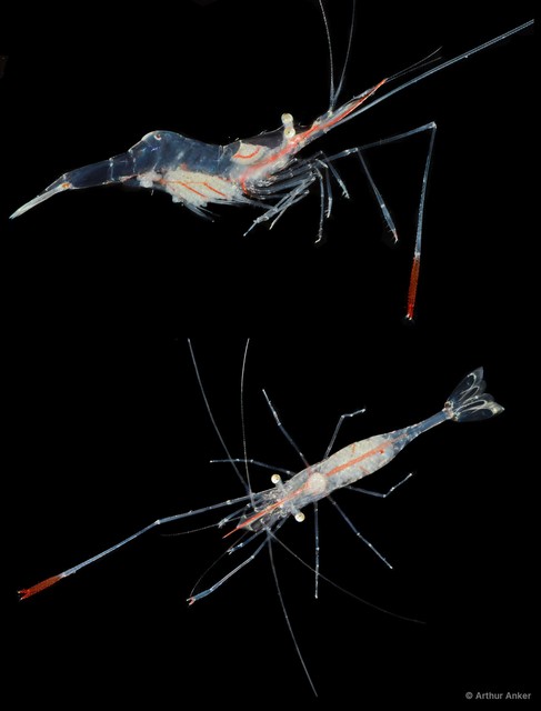Manipontonia paeneglabra