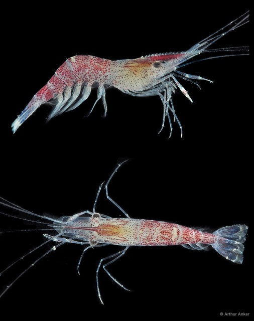 Palaemon sp. "cf. sewelli" • © Arthur Anker • All Rights Reserved