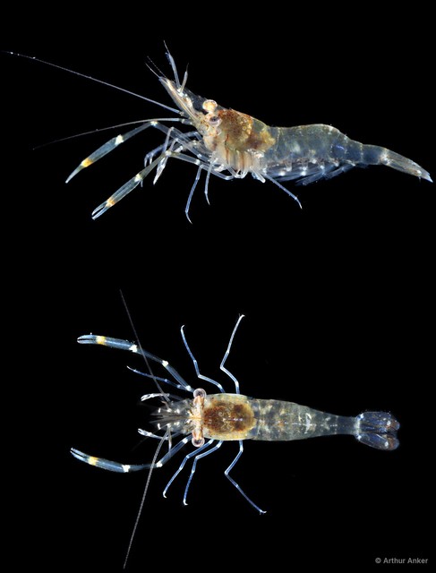 Palaemon sp. "JS-1401" • © Arthur Anker • All Rights Reserved