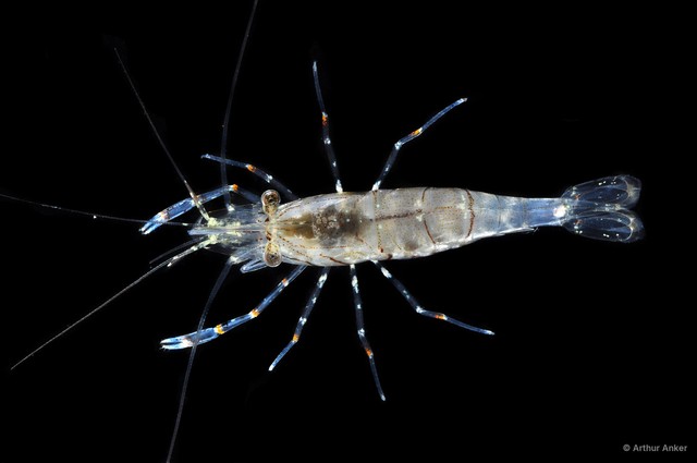 Palaemon sp. "JS-2390" • © Arthur Anker • All Rights Reserved