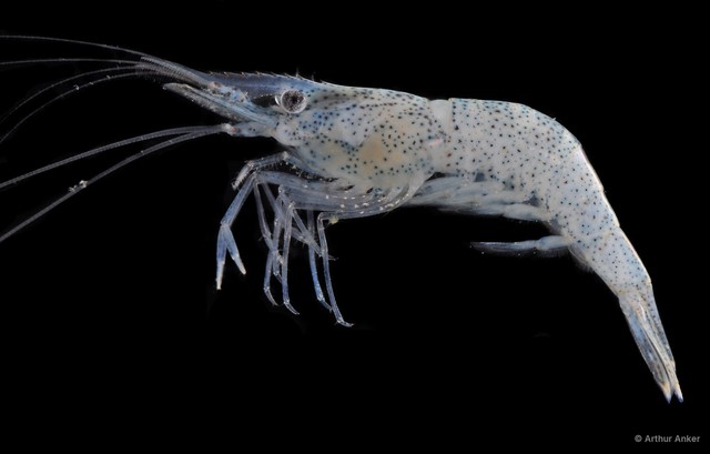 Palaemon sp. "JS-2520" • © Arthur Anker • All Rights Reserved
