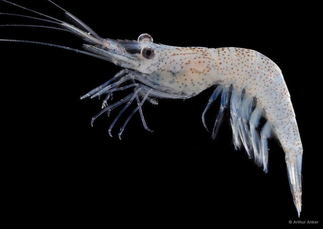 Palaemon sp. "JS-2521" • © Arthur Anker • All Rights Reserved