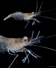 Palaemon semmelinkii • © Arthur Anker • All Rights Reserved