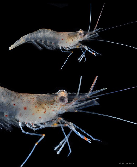 Palaemon semmelinkii • © Arthur Anker • All Rights Reserved