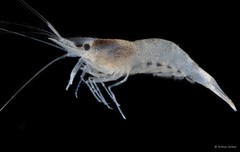 Palaemon semmelinkii • © Arthur Anker • All Rights Reserved