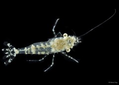Palaemonella sp. "cf. rotumana"