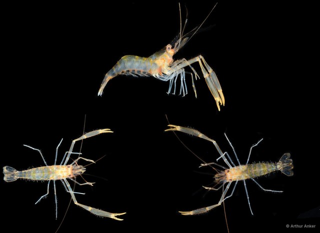 Palaemonella lata • © Arthur Anker • All Rights Reserved