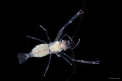 Palaemonella philippinensis
