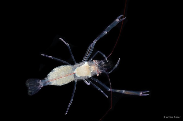 Palaemonella philippinensis • © Arthur Anker • All Rights Reserved