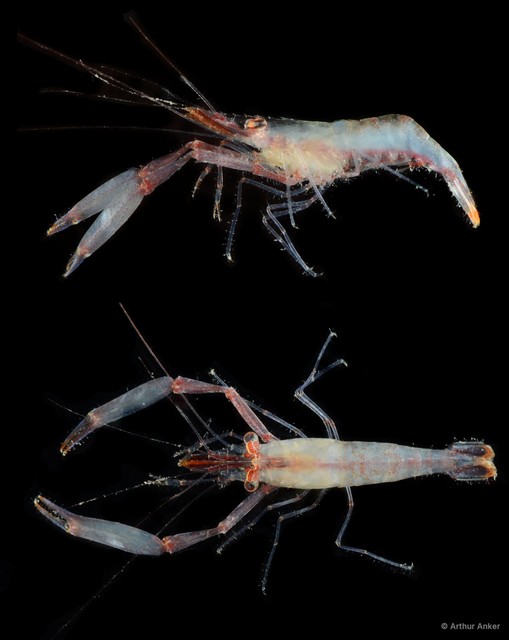 Palaemonella pottsi • © Arthur Anker • All Rights Reserved