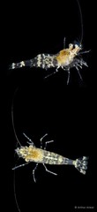 Palaemonella rotumana • © Arthur Anker • All Rights Reserved