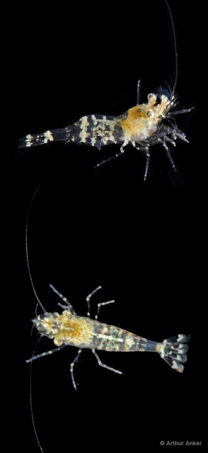 Palaemonella rotumana