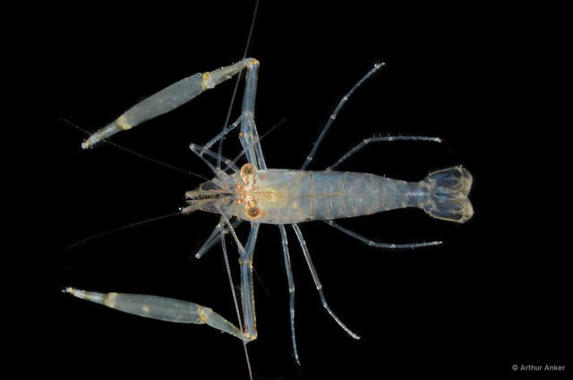 Palaemonella rotumana