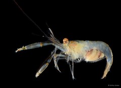 Palaemonella rotumana • © Arthur Anker • All Rights Reserved