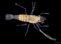 Palaemonella rotumana • © Arthur Anker • All Rights Reserved