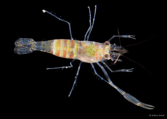 Palaemonella rotumana
