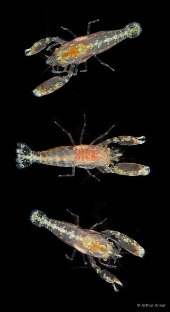 Paraclimenaeus michaeli • © Arthur Anker • All Rights Reserved