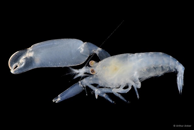 Periclimenaeus sp. "50df214f" • © Arthur Anker • All Rights Reserved