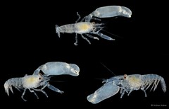 Periclimenaeus tridentatus • © Arthur Anker • All Rights Reserved