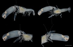 Periclimenaeus tridentatus • © Arthur Anker • All Rights Reserved